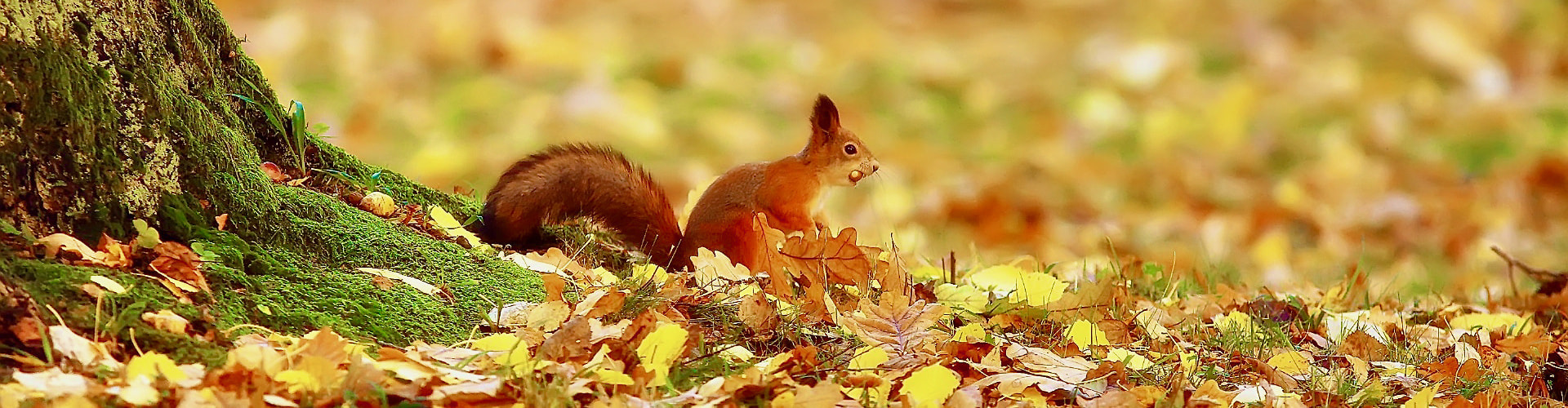 autumn-portrait-of-squirrel-in-london-yellow-park-with-fallen-leaves-redhead-little-beast-in-the-forest.jpg